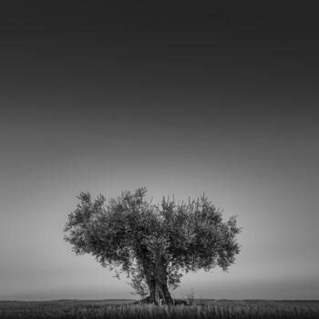 Image "Once Solemn" by Thomas de Franzoni