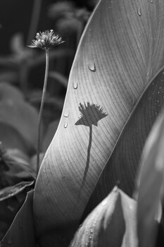Image "Shadow" by Andrew Swenda