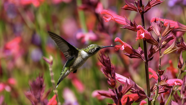 Humming in red by Andrew Swenda