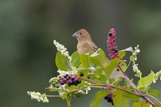 Image "Blue Grosbeak" by Andrew Swenda