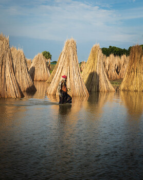 Image "The song of golden fiber." by Md. Arifuzzaman