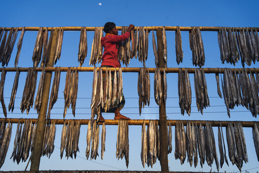 Image "The dried fish story." by Md. Arifuzzaman