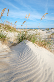 Image "On the dunes" by Matthew Hyzer