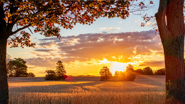 Image "Between Two Trees: Sunrise" by Carl Green