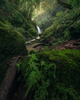 Image "Green world " by Maria Sustelo