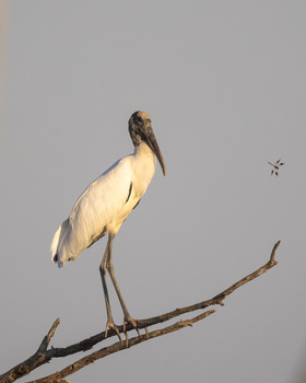 Image "Wood stork and dragonfly" by Nicole Reagan