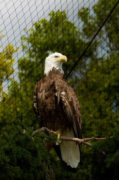 Image "Baldy" by Jesus Marquez