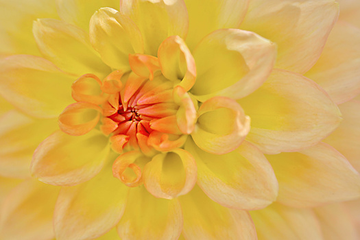 Image "Dahlia Delight" by Christina Brown