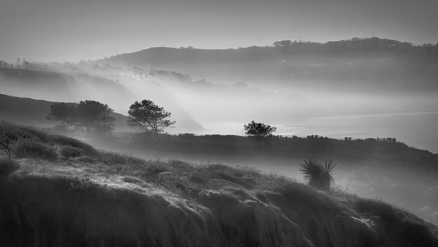 Image "Torrey Pines Reserve in Fog" by Christina Brown