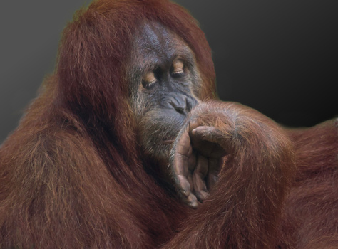 Image "Daydreamer" by Christina Brown