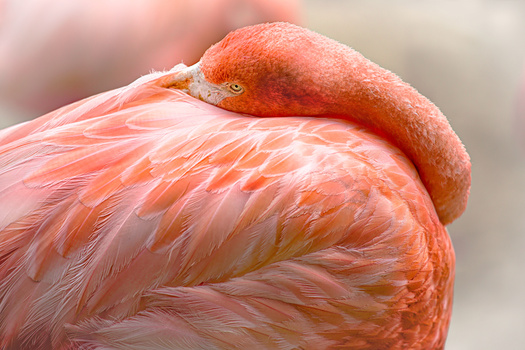 Image "A Time To Rest" by Christina Brown