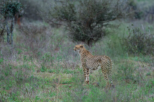 Image "Cheetah" by PG du Plessis
