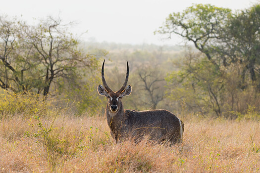 Image "Waterbuck" by PG du Plessis