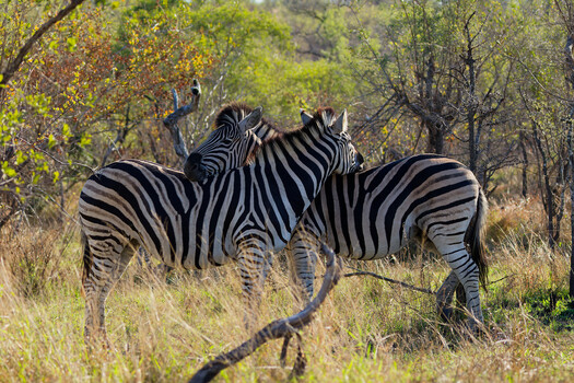 Image "Zebra" by PG du Plessis