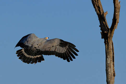 Image "African Harrier-hawk " by PG du Plessis