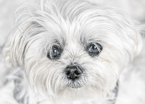 Image "My  Sweet Charlie" by Pam Manning