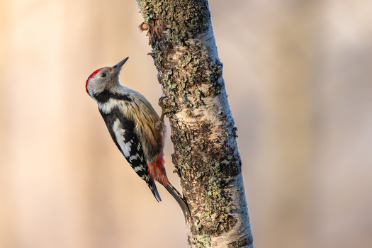 Image "Middle spotted woopecker (Dendrocoptes medius)" by Danijel Turnšek