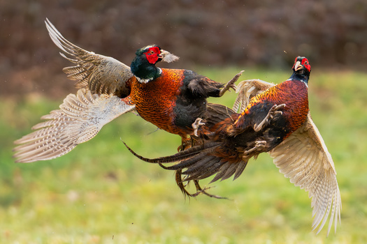 Image "Common pheasant (Phasianus colchicus)" by Danijel Turnšek