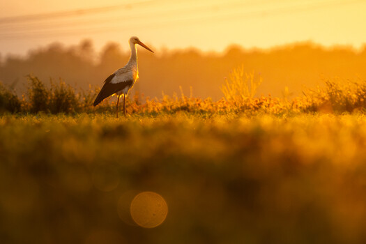 Image "White stork (Ciconia ciconia)" by Danijel Turnšek