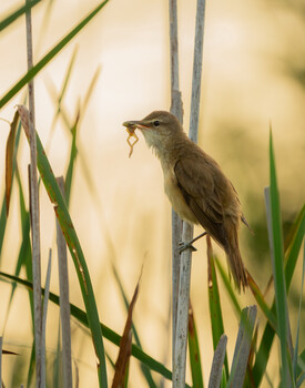 Image "Great reed warbler (Acrocephalus arundinaceus)" by Danijel Turnšek