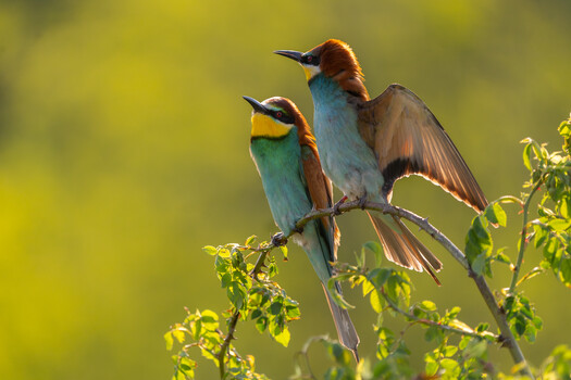 Image "Bee-eater (Merops apiaster)" by Danijel Turnšek