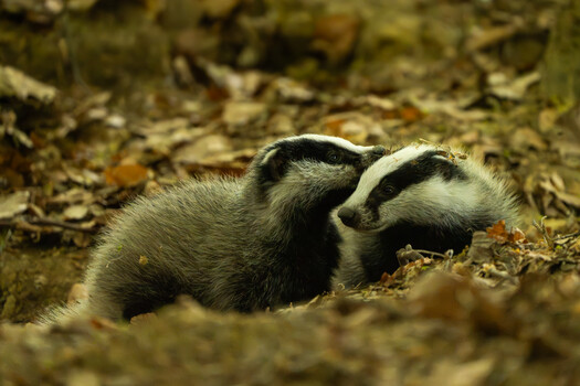 Image "European badger (Meles meles)" by Danijel Turnšek
