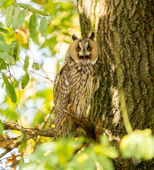 Image "Long-eared owl (Asio otus)" by Danijel Turnšek