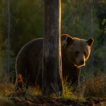 Image "Brown bear (Ursus arctos)" by Danijel Turnšek