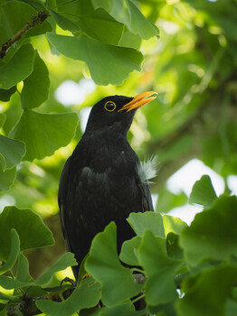Image "Golden Beak" by Arthur Zielinski