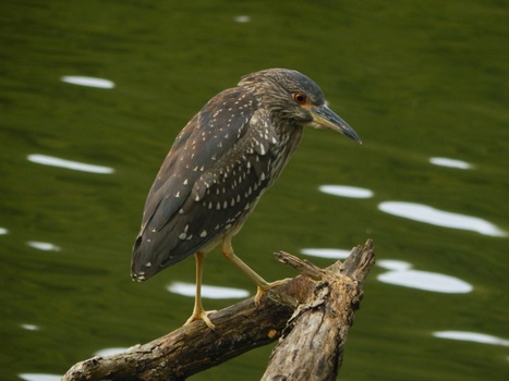 Image "Spotted bird" by Dilmini Mannaperuma