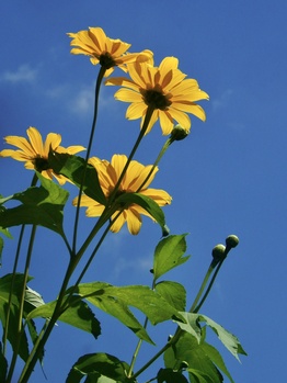 Image "Sun flowers" by Dilmini Mannaperuma