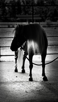 Image "Tiny Pony" by LuLu LeSage