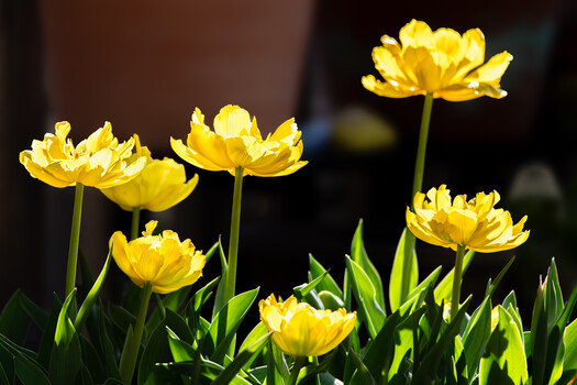 Image "Backlit Tulip" by Dennis Hays