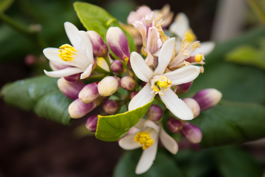 Image "Mock Orange Flowers" by Dennis Hays