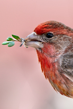 Image "Nest Building House Finch Male" by Dennis Hays