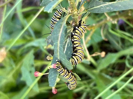 Image "Monarch Caterpillars" by Dennis Hays