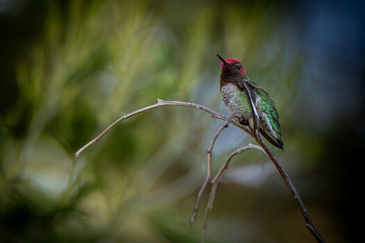 Image "Anna Hummmingbird Guarding Feeder" by Dennis Hays