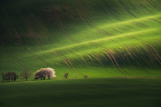 Image "Mirabelles in Bloom" by Ivo Matějů