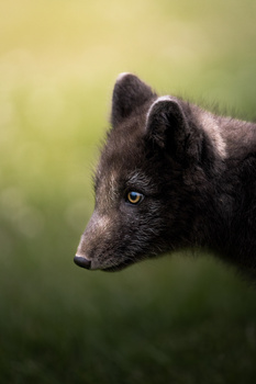 Image "Arctic Fox" by Rima Fotografie