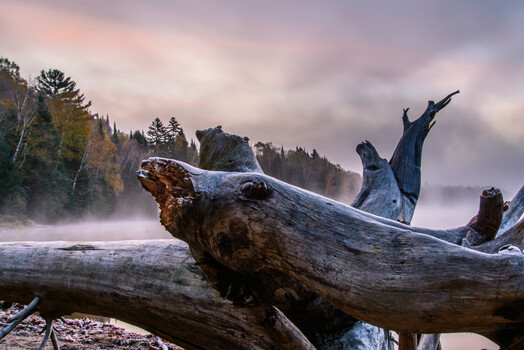 Image "ODD Log" by Nunzio Guerrera