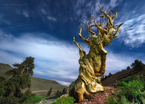 Image "The Forever Tree" by Ken Lee