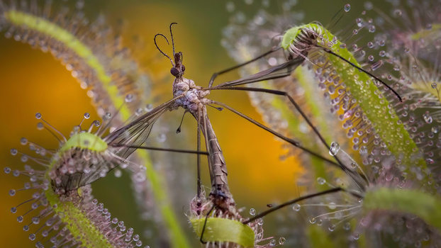 Image "Captured Cranefly" by Ed Phillips