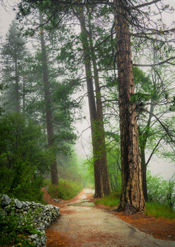 Image "A Forest Stroll" by Kareem Wareh