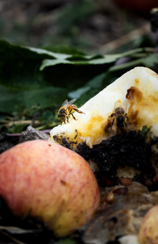 Image "Apple Bee" by Kareem Wareh