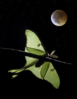 Luna Eclipse by David Dennis