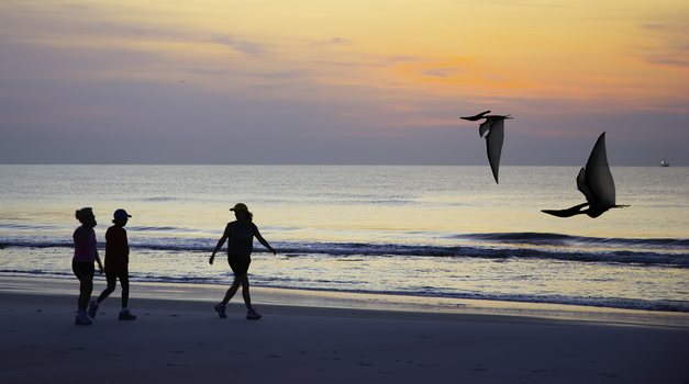 "Kathy, are those pelicans?" by David Dennis