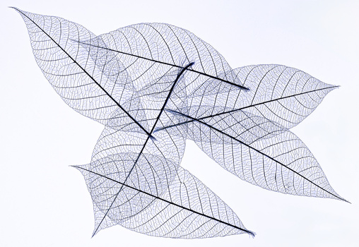 Image ""Beautiful Veins"" by David Dennis