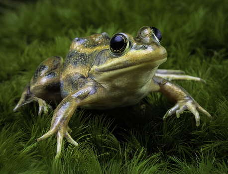 "My Call Sounds Like Someone Hammering In The Swamp" by David Dennis