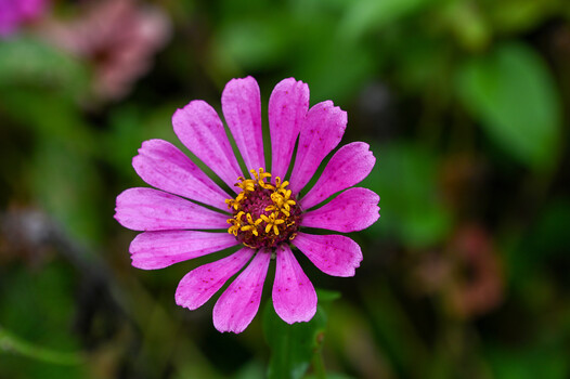 Image "Purple Zinnia" by Rodney Gray