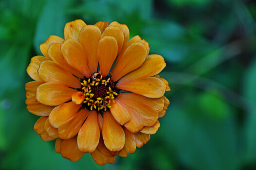 Image "Golden Zinnia" by Rodney Gray